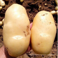 2015 novas culturas batata fresca